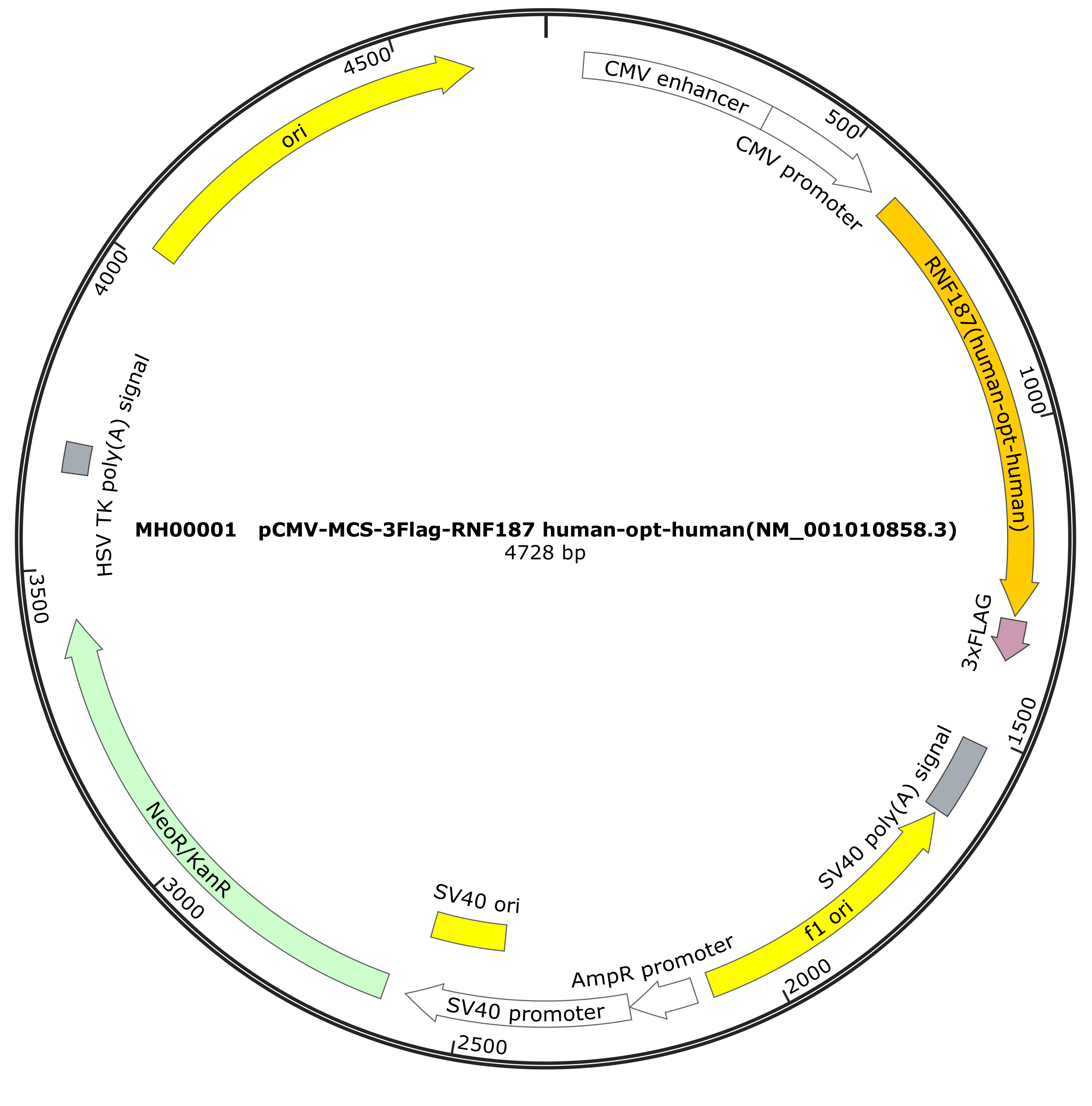 RNF187 human-opt-human